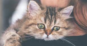 Cat diarrhea has many causes. Dealing With Kitten Diarrhea