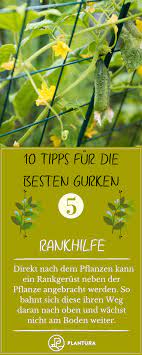 10 Tipps Fur Die Besten Gurken Aus Dem Eigenen Garten Plantura Gurke Tipps Rankhilfe