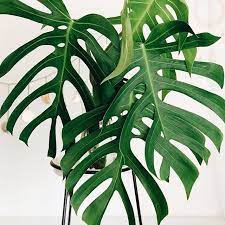 Monstera Deliciosa Var Sierrana Plant Decor Indoor Plants Plant Decor