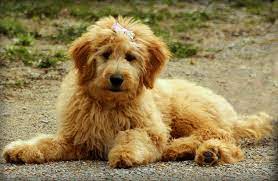 Goldendoodle puppies for sale, goldendoodle dogs for adoption and goldendoodle dog breeders. 150 Perfect Goldendoodle Names My Dog S Name