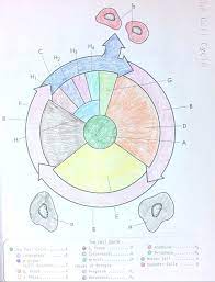The Cell Cycle Coloring Worksheet Answer Key Unique Cell Cycle And Mitosis Coloring Answer Key Regionpaper Cell Cycle Color Worksheets Mitosis