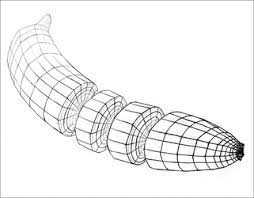 Cross Contour Drawing Google Search Contour Line Drawing Cross Contour Line Drawing Contour Drawing