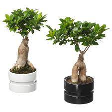 Ikea Ficus Microcarpa Ginseng Plant With Pot Bonsai Assorted Colors Native To South East Africa Slow Growing This Ginseng Plant Ficus Microcarpa Ficus