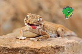 Lizards For Sale Online Strictly Reptiles Exotic Lizards