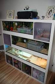 Image Result For Ikea Expedit With Aquarium Reptile Terrarium Bearded Dragon Reptile Room