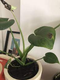 Philodendron Leaves Turning Black Houseplant 411 Plant Care Houseplant Plant Disease Leaves Plant Leaves Turning