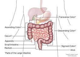Surgical Procedures Surgery And Staging For Colon Cancer Oncolink