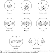 Cell Division And Mitosis Worksheet Mitosis Color Worksheets Cell Cycle