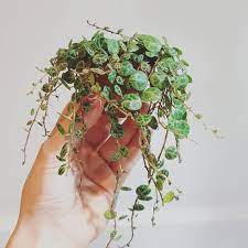 Peperomia Prostrata Baby Plants Baby Plants Pot Baby Plants Cactus Baby Plants Houseplant Mini Plants Indoor Mini Plants Housepl Plants Mini Plants Tiny Plants