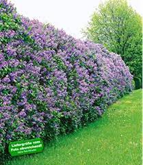 18 Bluhende Hecken Straucher Winterhart Edelflieder Pflanzen Blumen Fur Garten