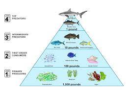 Hopped on bryantheceo's boat to do some shark fishing. Marine Food Pyramid National Geographic Society