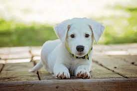 If you are a new dog owner, you might be witnessing something that sounds and looks like a hiccup in your pup. This Might Be The Reason Your Dog Gets The Hiccups The Dog People By Rover Com