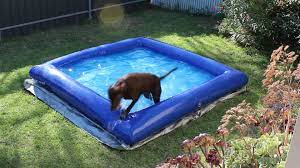 Dog Pool Large Indestructible Inflatable Dog Pool Dog Pool Petsmart Dog Dog Collar Tags