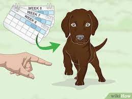 Without the proper training, and the proper training schedule, your pup will not be the dog that you have always hoped for, and to make matters worse even the smallest. How To Train Lab Puppies With Pictures Wikihow Pet