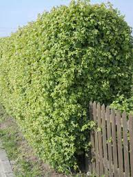 Feldahorn Elsrijk Robuster Und Pflegeleichter Hausbaum Gartendesign Ideen Design Kleiner Garten Landschaftsbau