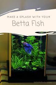 Betta Fish Tank Setup Ideas That Make A Statement Spiffy Pet Products Betta Fish Tank Betta Fish Betta