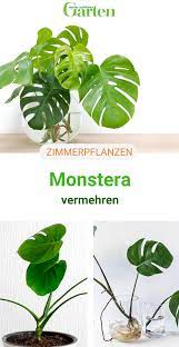 Monstera Durch Ableger Vermehren Schritt Fur Schritt Pflanzen Zimmerpflanzen Monstera
