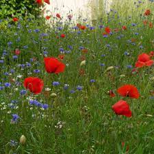 Wilde Garten Naturnah Und Pflegeleicht 8 Garten Kubelpflanzen Pflanzen