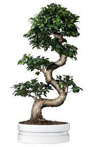 Fresh Home Furnishing Ideas And Affordable Furniture Bonsai Ficus Bonsai Tree Bonsai Tree Types
