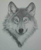 Pin By Animal Lover On My Dad S Artwork Wolf Drawing Cute Disney Drawings Drawings