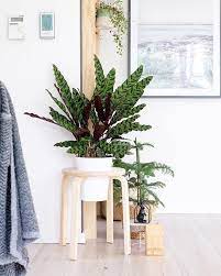 Noch So Eine Pflanze Die Ich In Unserem Wohnzimmer Nicht Missen Mochte Auch Wenn Calathea Angeblich Nicht So Pflegeleicht S Ikea Diy Diy Plants Diy Ikea Hacks