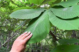 大きな葉っぱの木 庭木図鑑 植木ペディア