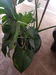 Monstera Care My Leaves Are Getting Brown Spots On Them After 2 Weeks The Leaves Are Droopy Up Top Please Help Gardeni Monstera Monstera Leaf Brown Spots