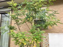 シマトネリコの葉が冬の寒さで茶色に 枯れたの 冬越しはどうする Misako Note