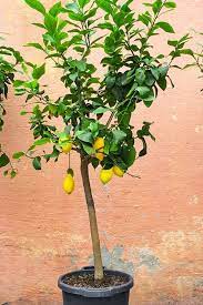 Dieses Baumchen Ist Der Neue Grosse Interior Trend Fur Dein Zuhause Pflanzen Grunpflanzen Zitruspflanzen