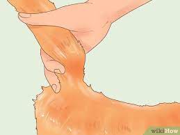 Cats with mild feline acne or stud tail show no associated clinical signs but in severe cases there may be severe inflammation and irritation of the overlying skin. How To Diagnose And Treat Stud Tail In Cats 14 Steps