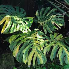 Yellow Variegated Monstera Deliciosa Big Boy Edition Growinggrounds Big Bertha S Cousin There S A Family Resemblance Variegated Plants Plants House Plants