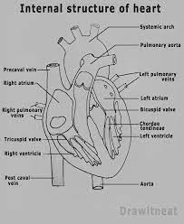 Anatomy Drawing Female Human Heart Anatomy Human Heart Drawing Human Drawing