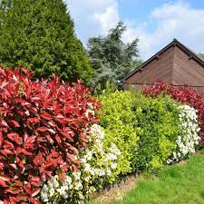 Bunte Hecke Garten Hecken Garten Landschaftsbau Garten