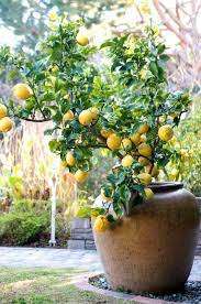 Zitronenbaum Pflege So Zuchten Sie Richtig Einen Zitronenbaum Citrus Trees Garden Care Lemon Tree