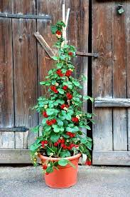 Hummi Klettertoni Les Jardins Nenni Sont Marche Seulement Nonobstant Ces Pelouses Et Ces En 2020 Legumes De Conteneur De Jardinage Jardin De Fraises Petit Potager
