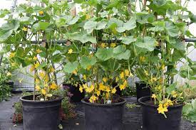 10 Tipps Fur Die Besten Gurken Aus Dem Eigenen Garten Tomaten Garten Gurkenpflanze Gurken Anpflanzen