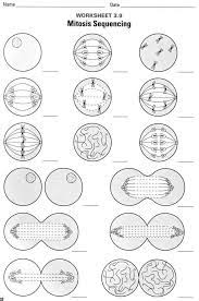 Cell Division And Mitosis Worksheet Answer Key Biology Lessons Biology Worksheet Biology Classroom