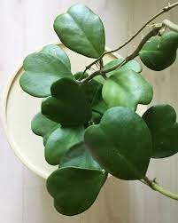 Hoya Kerrii Pflanze Pflegen Schneiden Vermehren Flowers Hoya Pflanzen Bluhende Pflanzen Sukkulenten Pflanzen