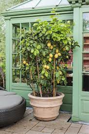 Zitronenbaum Urlaubsstimmung Fur Zuhause Zitronen Baum Zitronenbaum Garten Pflanzen