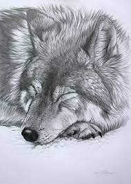 Sketch Of Wolf Sleeping Pencil Drawings Of Animals Realistic Animal Drawings Animal Drawings