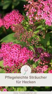 Pflegeleichte Hecke 12 Pflegeleichte Pflanzen Fur Eine Hecke Im Garten Garten Plants Straucher Pflanzen The Post P Easy Care Plants Hedging Plants Hedges