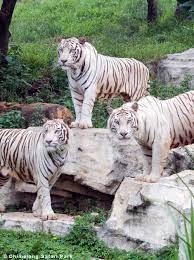 The white tiger is a large and powerful animal that can weigh up to 300kg and reaches more than 3 meters in length. White Tiger Mystery Solved