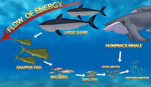 This all starts with sun light. Poker Shark How To Become A Deadly Poker Shark