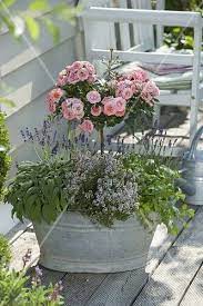 Alte Zink Wanne Bepflanzt Mit Rosa Bild Kaufen 12180290 Friedrich Strauss Gartenbildagentur Zinkwanne Bepflanzen Krautergarten Design Pflanzen