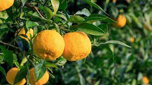 13 Emerging Benefits And Uses Of Yuzu Fruit In 2020 Fruit Anti Aging Cosmetics Japanese Cuisine
