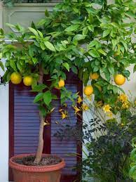 Zitronenbaum Pflege So Zuchten Sie Richtig Einen Zitronenbaum Lemon Tree From Seed Tree Care Potted Fruit Trees