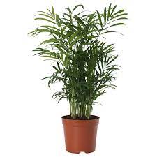 Chamaedorea Elegans Pflanze Bergpalme 9 Cm Ikea Deutschland Bergpalme Pflanzen Zimmerpflanzen Ideen