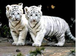 The white tiger is a large and powerful animal that can weigh up to 300kg and reaches more than 3 meters in length. 2010 The Year Of The White Tiger Euphoria Meets Holy Crap Meets Badass