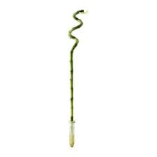 Dracaena Plant Lucky Bamboo Spiral Ikea Lucky Bamboo Plants Dracaena Plant Lucky Bamboo