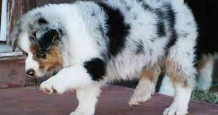 They can be a wonderful family companion. Australian Shepherd Puppies Jailhouse Australian Shepherds Gleeson Arizona Aussie Puppies Aussie Dogs Australian Shepherd Dogs